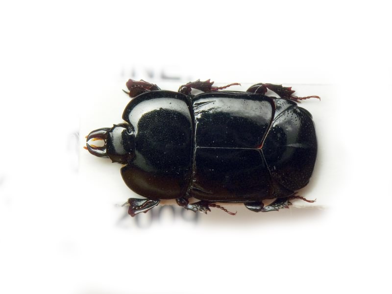 Hololepta plana (Sulzer, 1776)